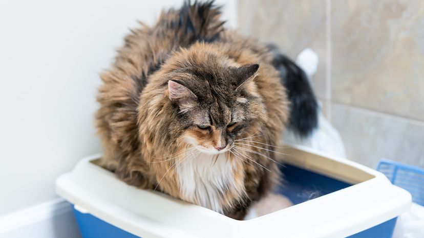 Cat in litter box
