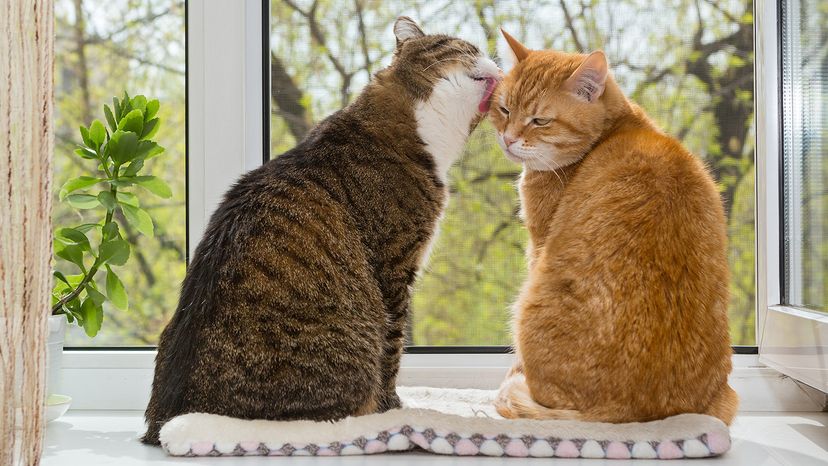 cat lick each other