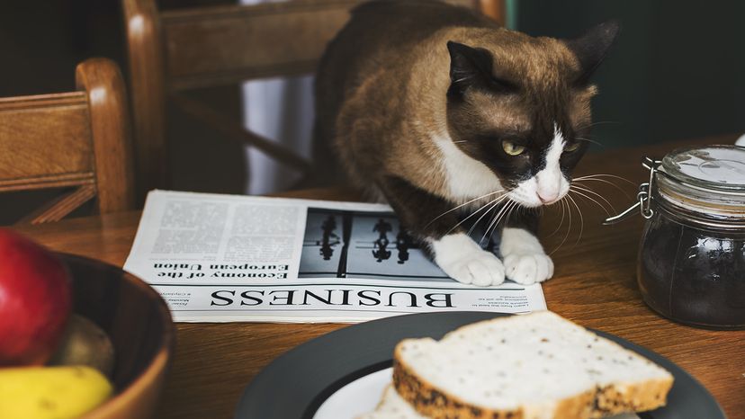 Cat with bread on table