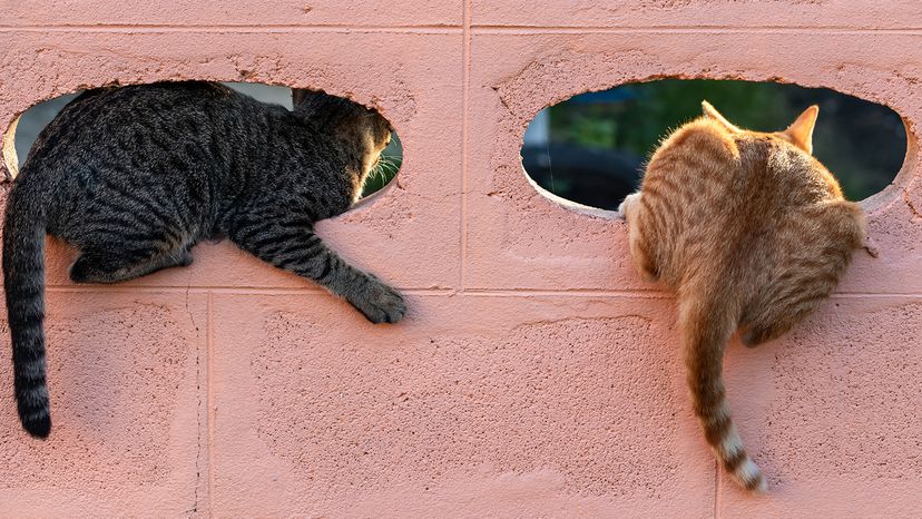 cats