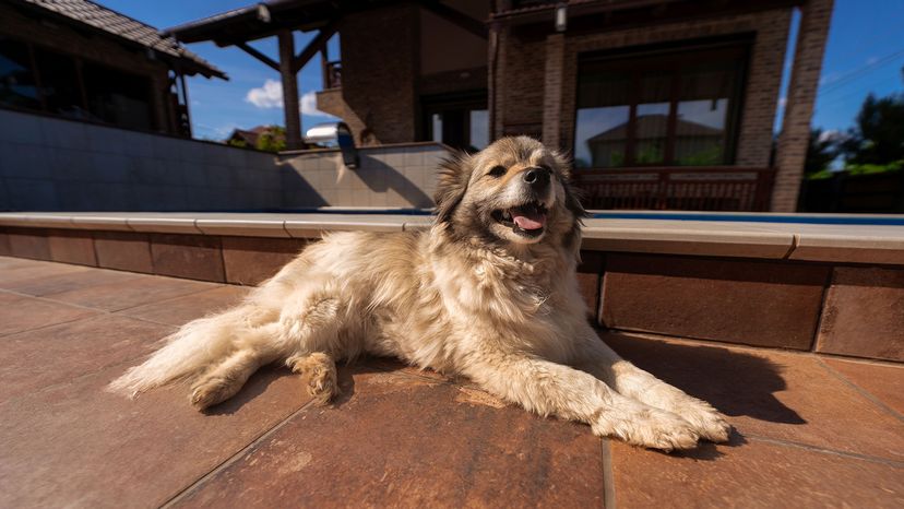 Caucasian Shepherd