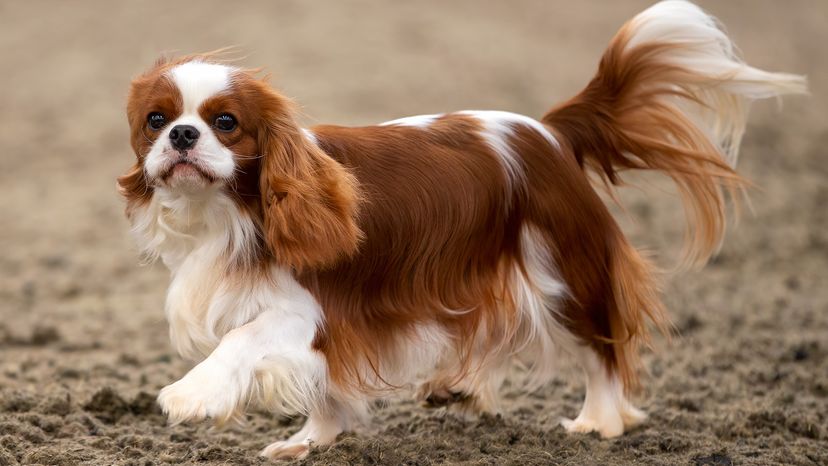 Cavalier King Charles Spaniel