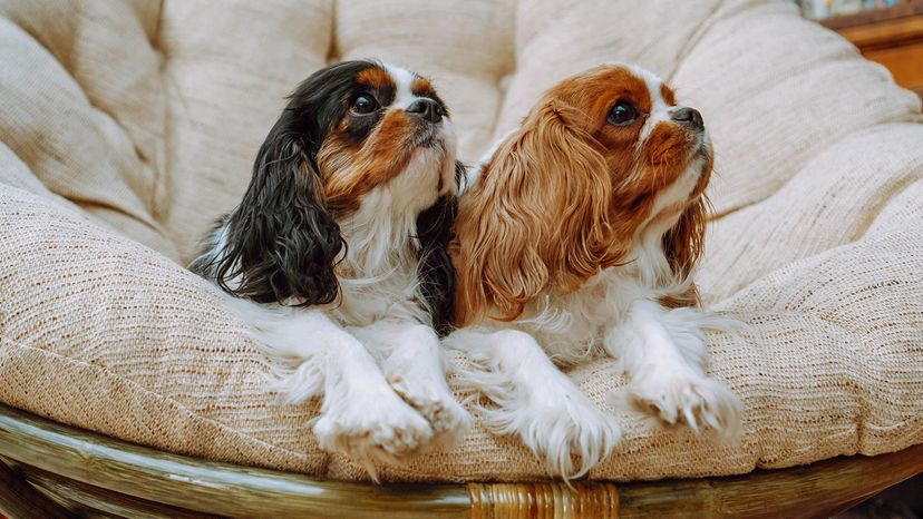 Cavalier King Charles Spaniels