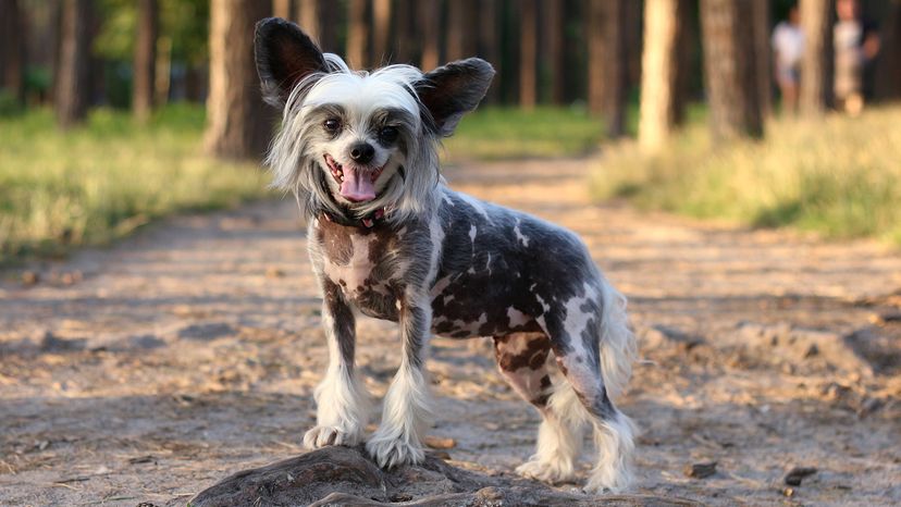 Chinese crested dog