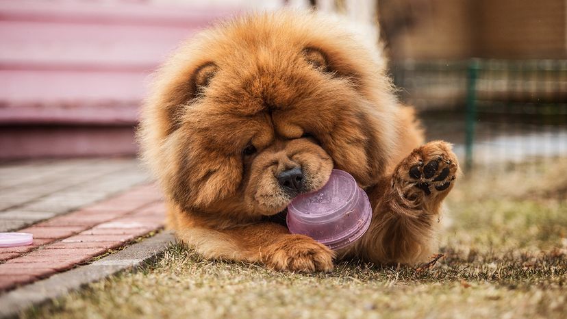chow chow