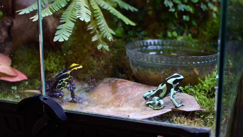 Dart frogs in an aquarium environment