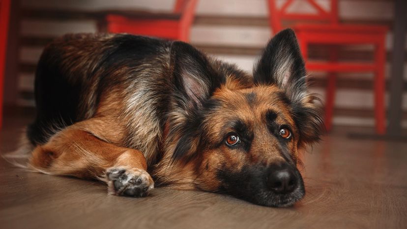 dog