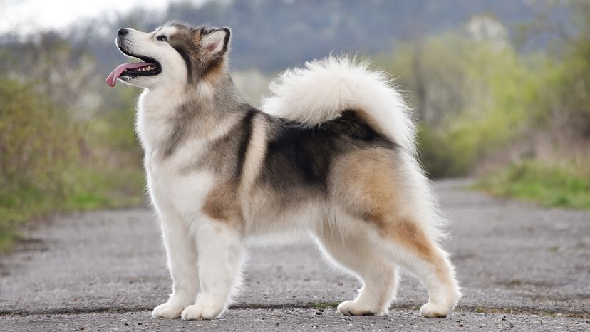 dog