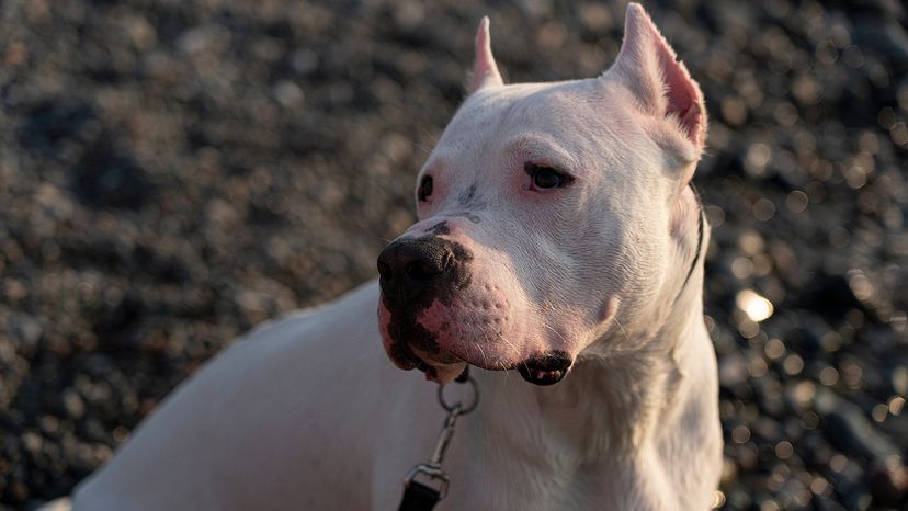 Dogo Argentino