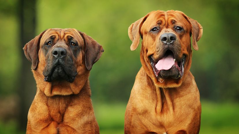 dogs