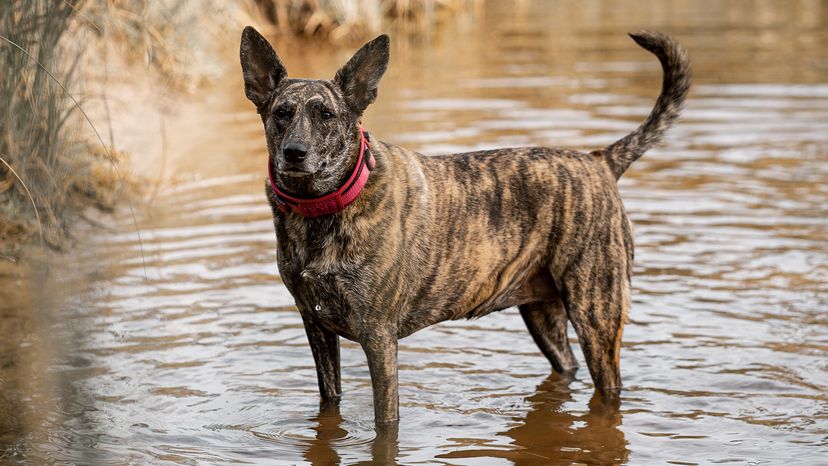 Dutch Shepherd