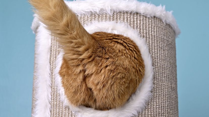 Funny cat butt