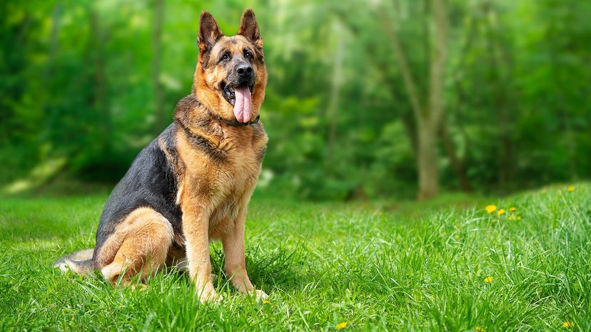 German Shepherd
