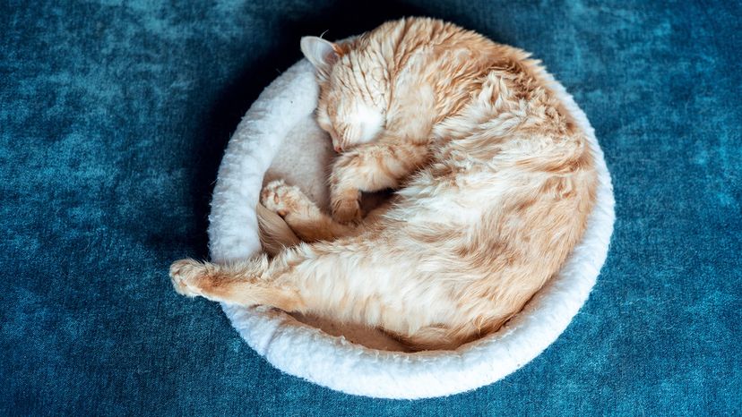 Ginger cat sleeping in cat bed