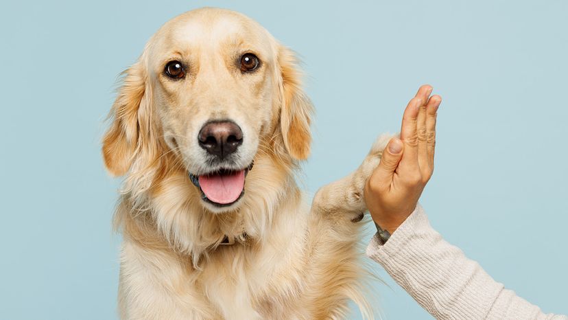 Golden retriever