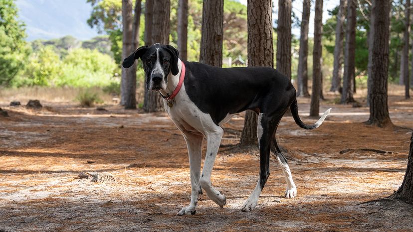 Great Dane