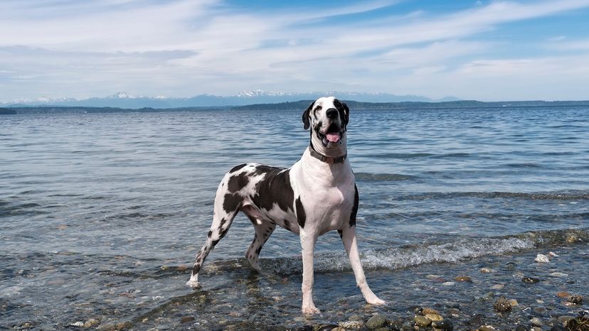 Great Dane