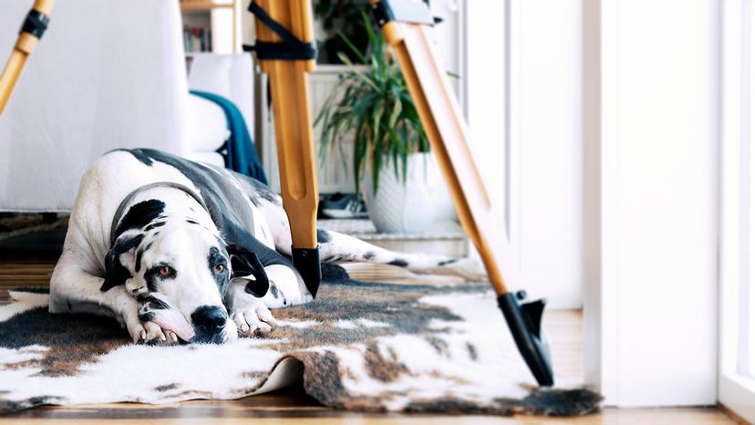 Great Dane
