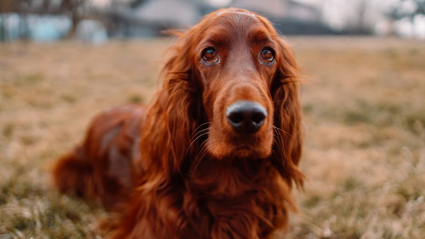 Irish red setter