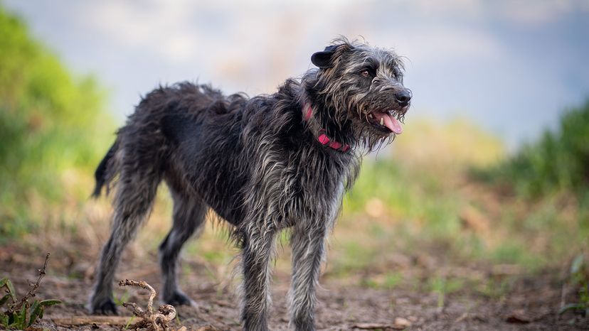 Irish wolfhound