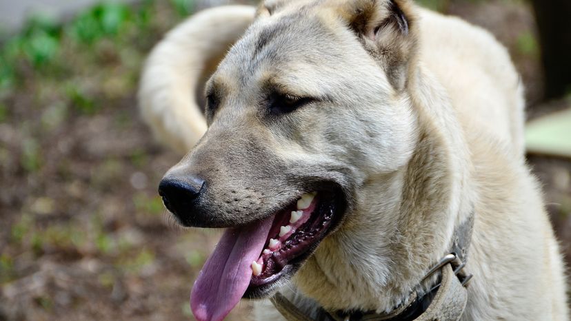 Kangal