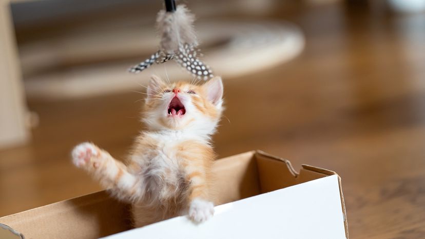 Kitten plays with a toy