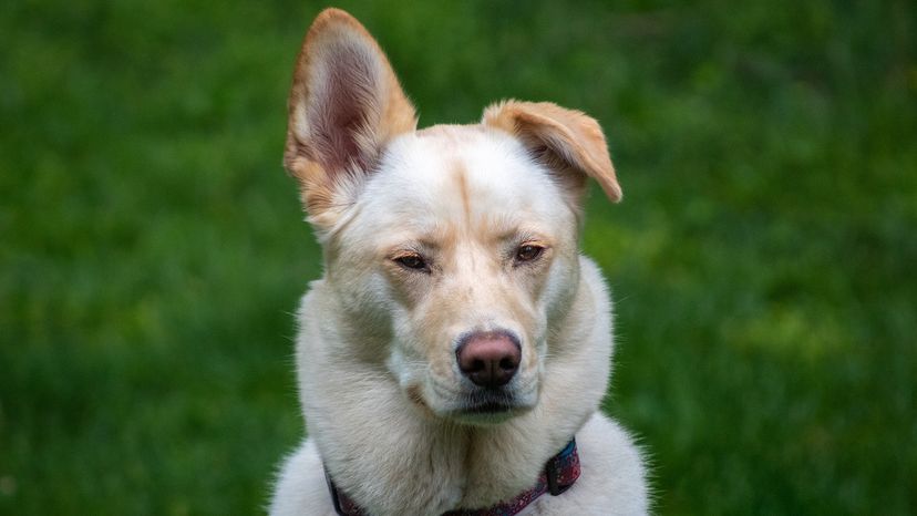 Labrador Husky
