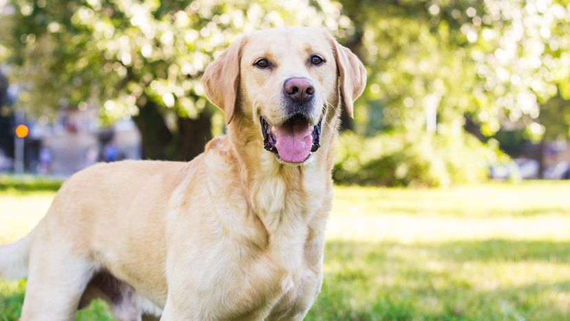 Labrador Retriever