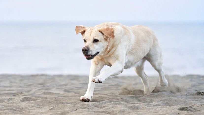 Labrador Retriever