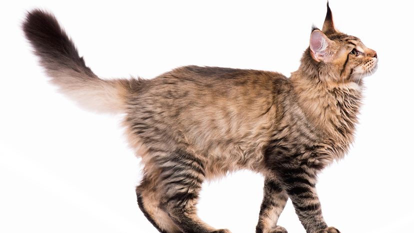 Maine Coon kitten