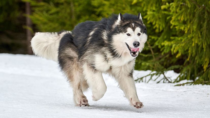 Malamute
