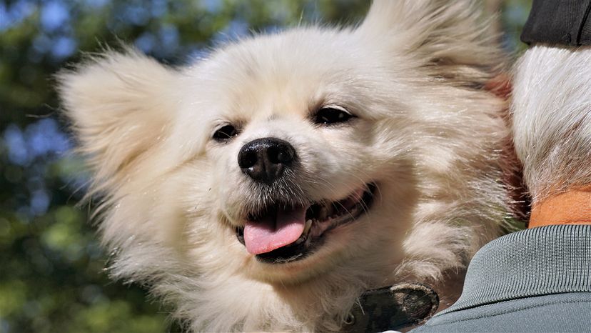 Maltipom