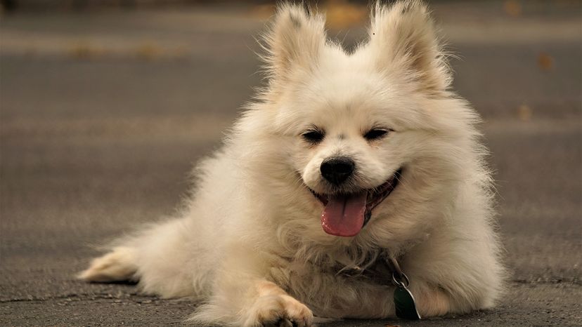 Maltipom
