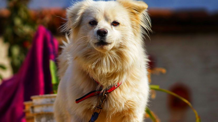 Maltipom