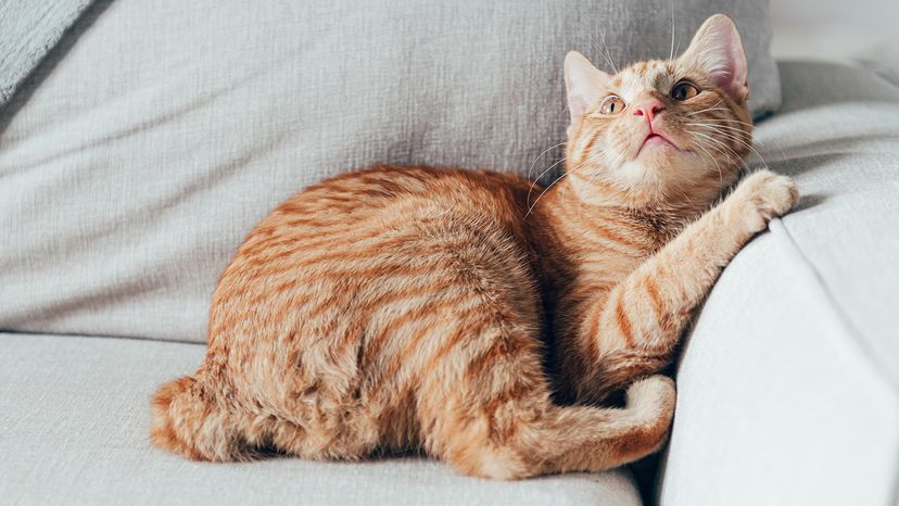 Manx cat