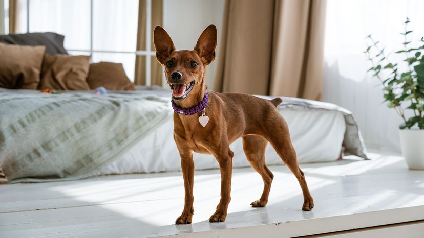 miniature brown pinscher