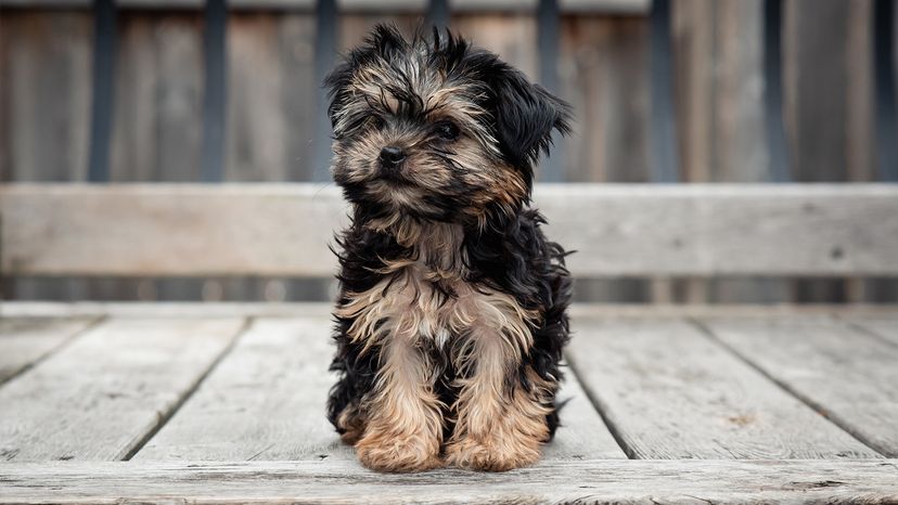 Morkie