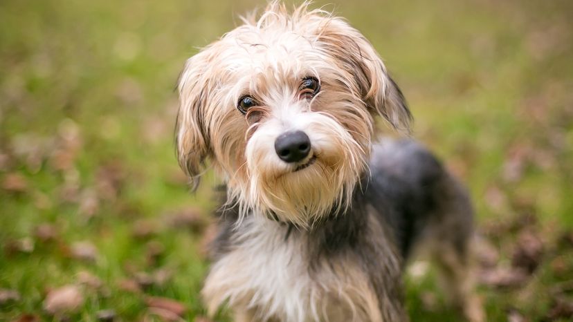 Morkie