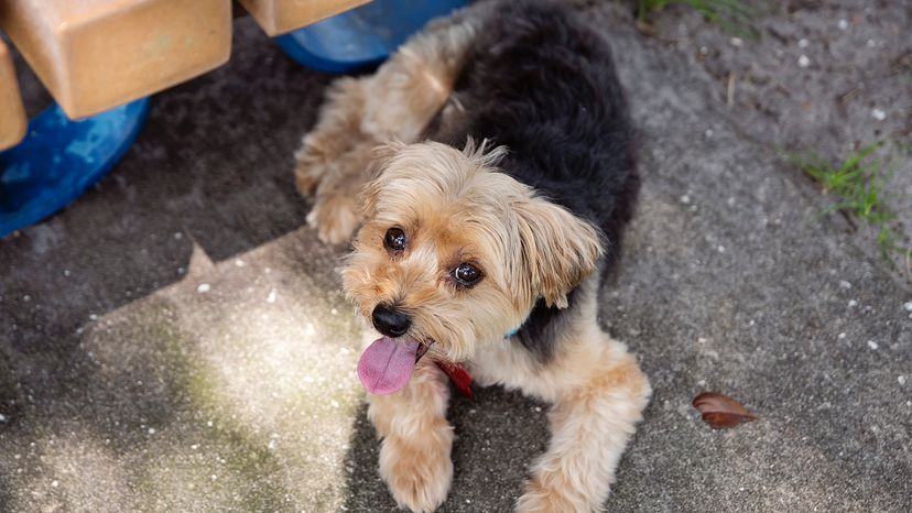 Morkie