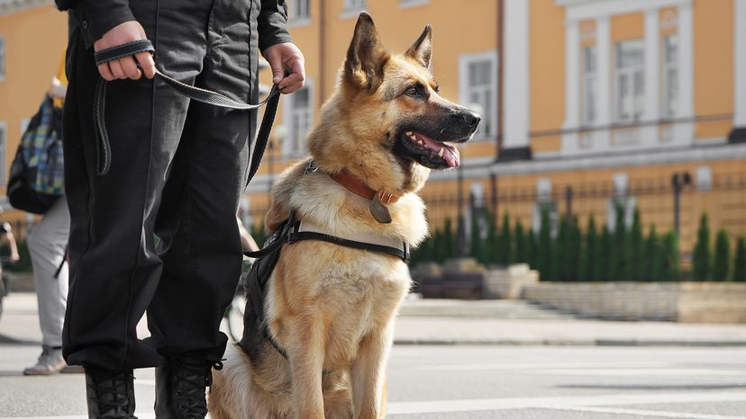police dog