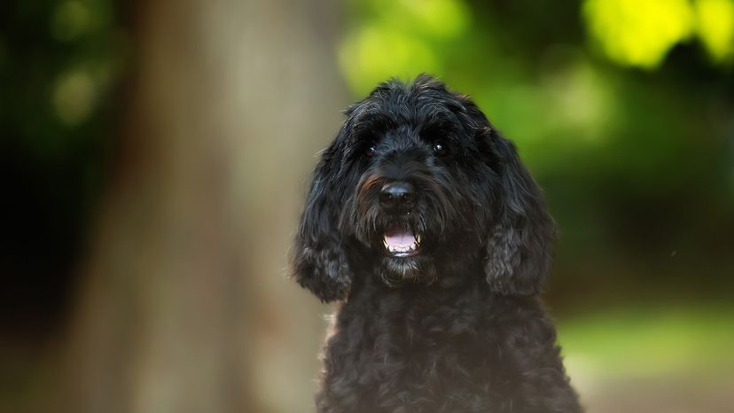 Portuguese water dog