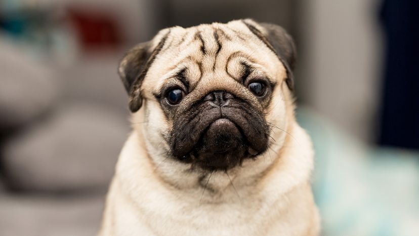 Pug