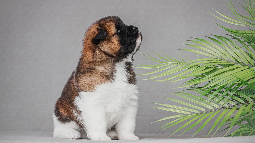 puppy