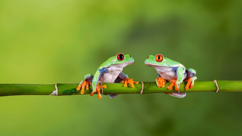Red-eyed tree frogs