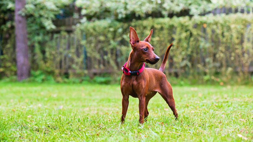 red miniature pinscher