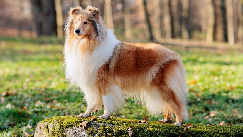 Rough Collie