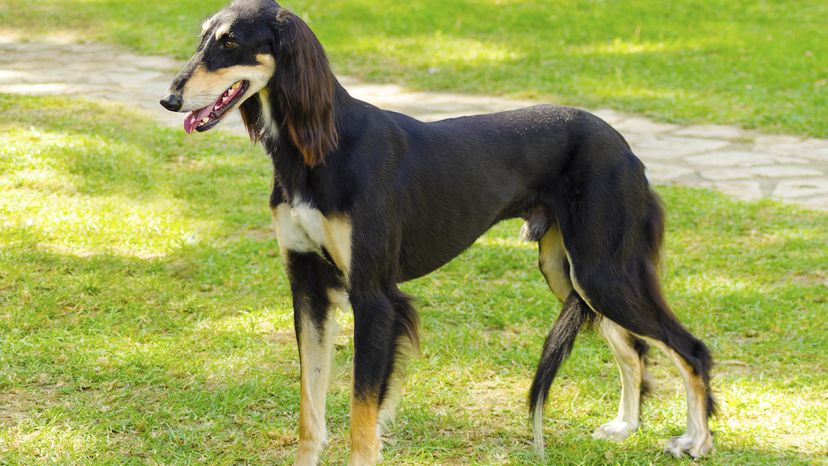 Saluki
