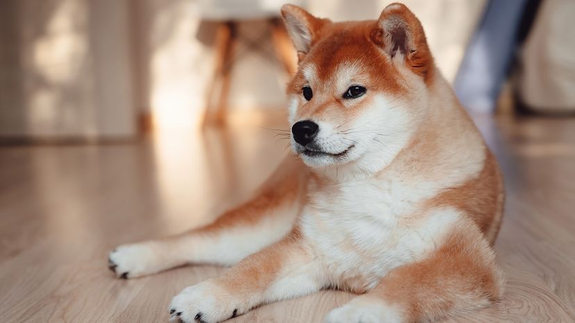 Shiba Inu