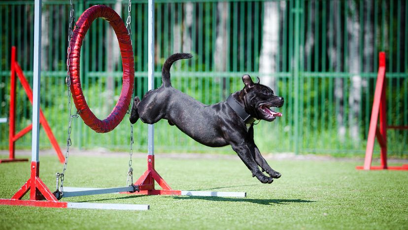 Staf Bull Dog