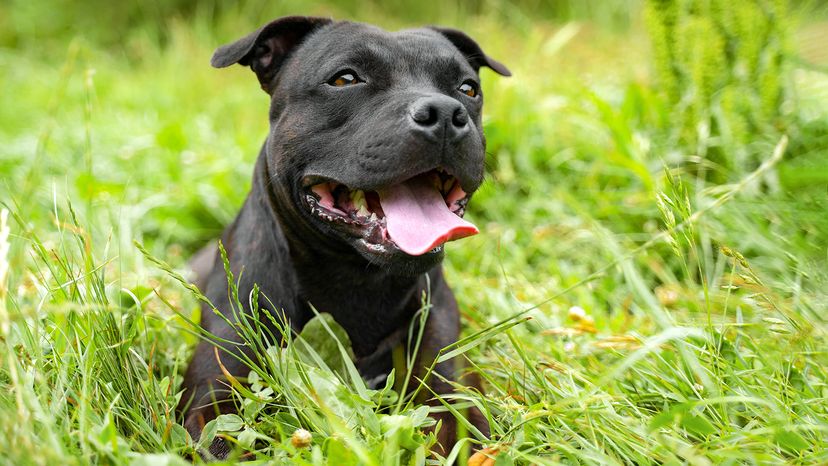 Staffy Bull Pit